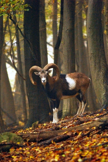 muflon