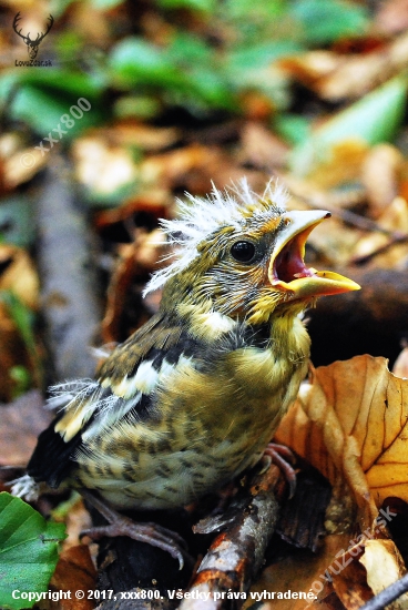 Coccothraustes coccothraustes