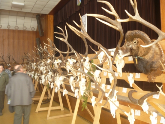 Covateľská prehliadka trofejí