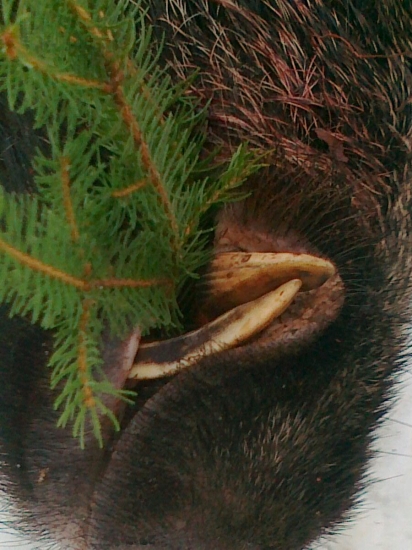 Poteší