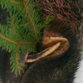 Poteší