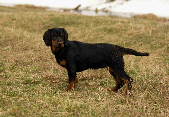 Nový pomocník - SK Perla Brunov dvor