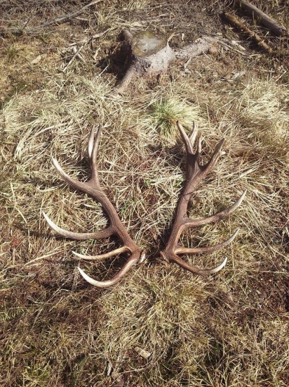 dnesni parka nepr. sestnacteraka