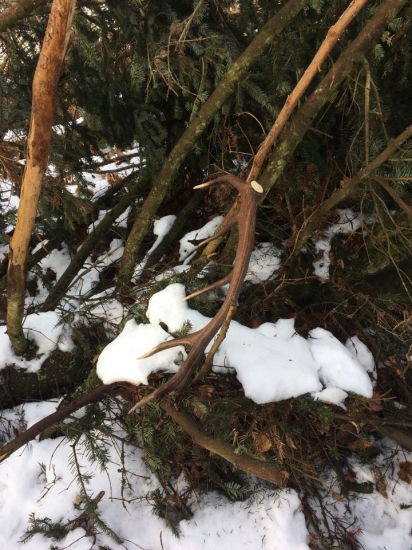 DVANÁCTERÁK u Jedle