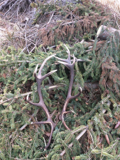 dnešní pára 16 teraka.