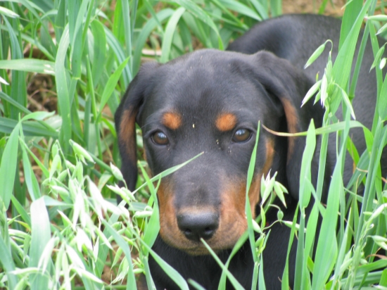 Moja kopovka v obilií