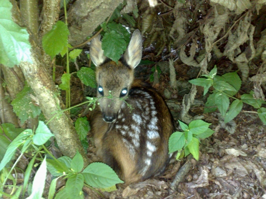 čo človek nenájde pri práci v lese