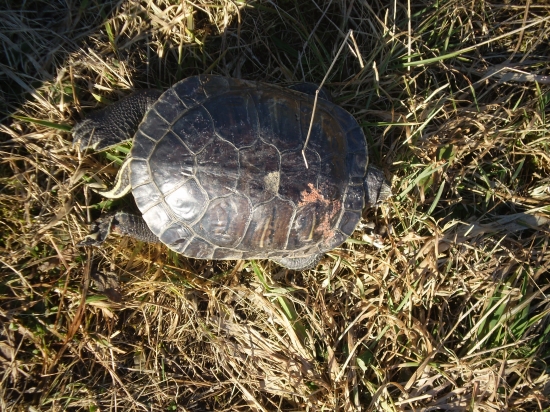 čo človek nenájde pri prechádzke