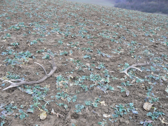 Párka jelených zhodov 12-torák.