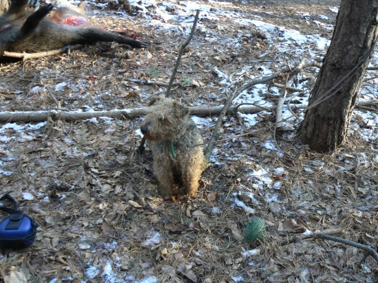 Úspešná Ikarova dohladávka