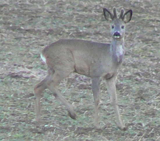 Srnček