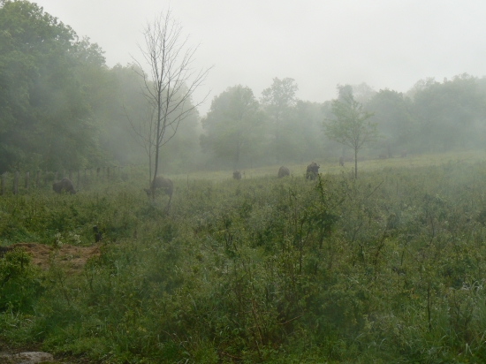 Zubri za dažďa na paši