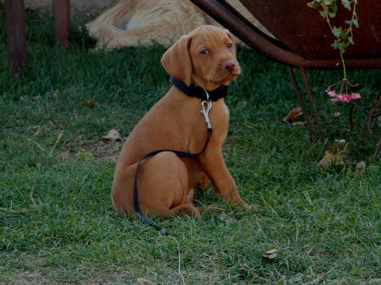 Chiro z Pavlovských Jelšín