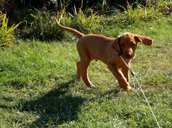 Chiro z Pavlovských Jelšín