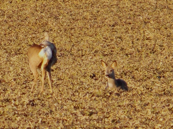 Poobedňajšia siesta na repke....