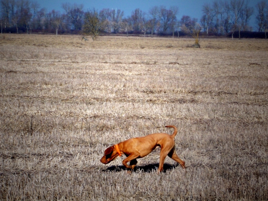 Chiro z Pavlovských Jelšín