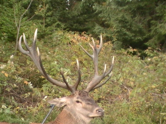 Jeleň minulý rok u nás strelený