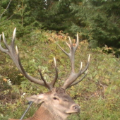 Jeleň minulý rok u nás strelený