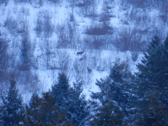 vracanie sa z rannej paše