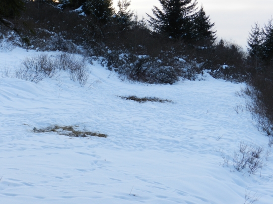 dosť navštevované krmovisko