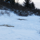 dosť navštevované krmovisko