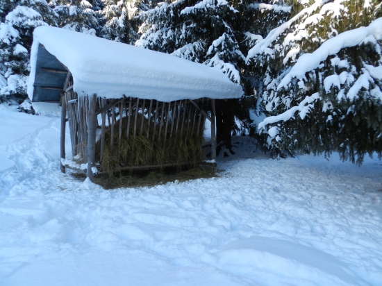 nebolo treba nič vysipať zver prišla aj na seno