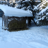 nebolo treba nič vysipať zver prišla aj na seno