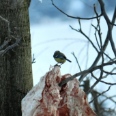a nepozrem sa do foťáka!! :-)
