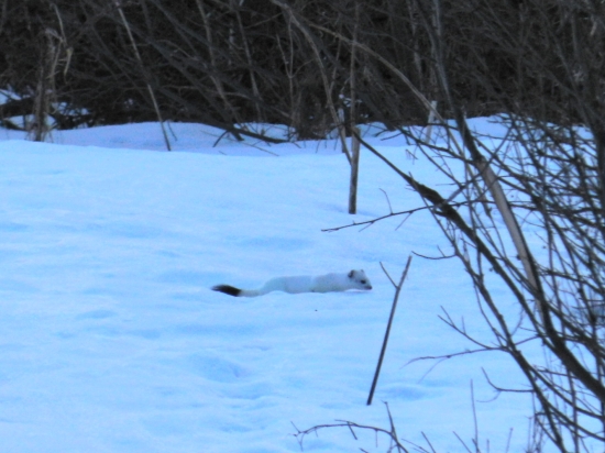 hranostaj čiernochvostý