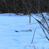 hranostaj čiernochvostý