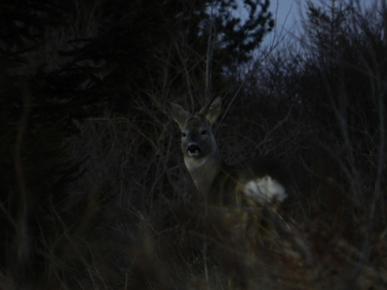 srnec