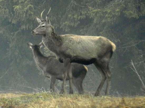 ihlak