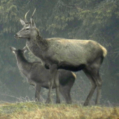 ihlak
