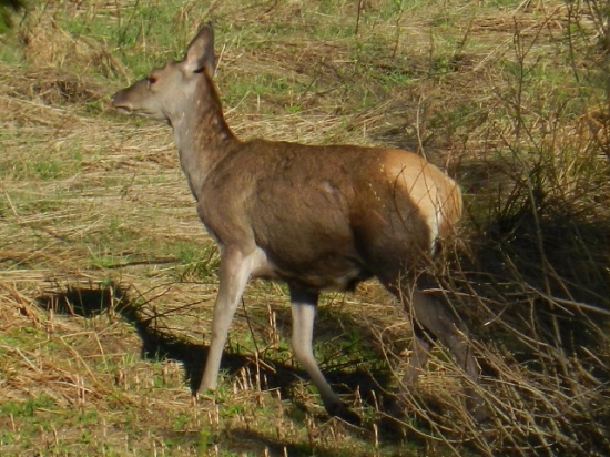 vyšla