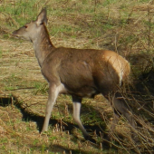 vyšla