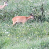 už vytvárajú pári
