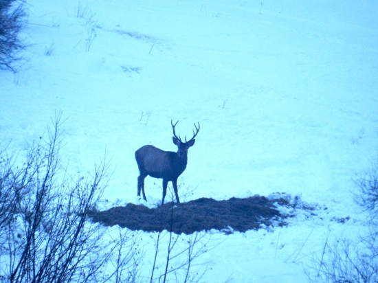 Hirsch