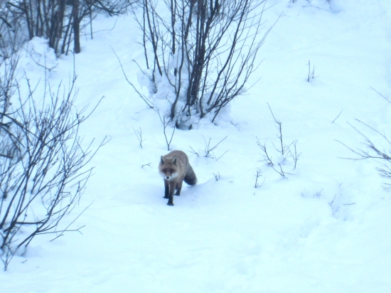 Vulpes Vulpes