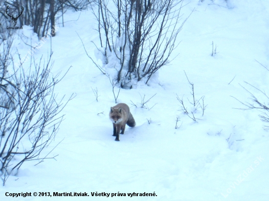 Vulpes Vulpes