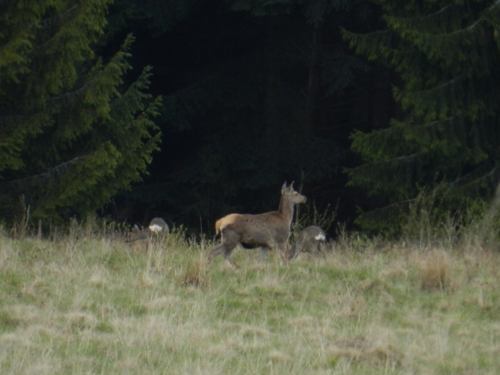 Trojka..