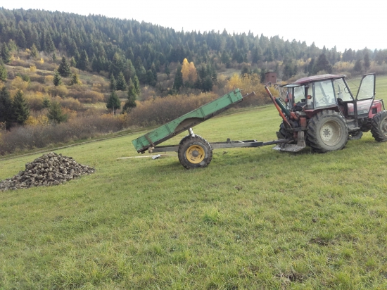 Prikrmovanie cukrovou repou..