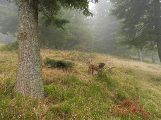 Pri starých jedliach..