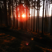 Ráno za hlucháňmi..