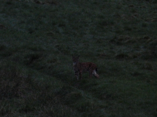 Lynx lynx