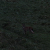 Lynx lynx