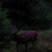 Hľadajúci jeleň..