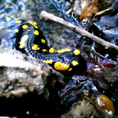 Salamander