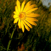 Yellow Mind