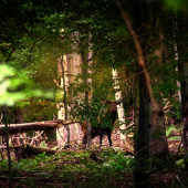 Po dlhom prehováraní sa ukázal