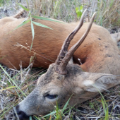 Večerná vychádzka